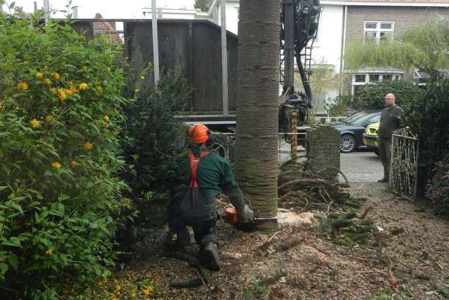 bomen rooien. bomen kappen. tuinontwerp. tuin tuinaanleg hovenier Hubert Mill en Sint  Oirschot Boxmeer Landerd Maasdonk Empel Geldrop-Mierlo